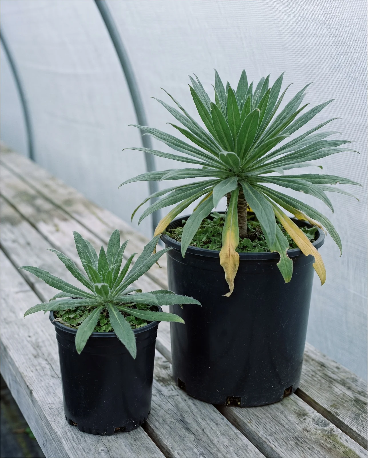 A one-gallon and a seven-gallon can of Echium pininana on a nursery bench, both leafy rosettes with no flower spike at all