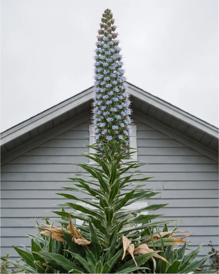 Echium pininana whole from base to tip, one unbranched blue column taller than the gable of the house behind it