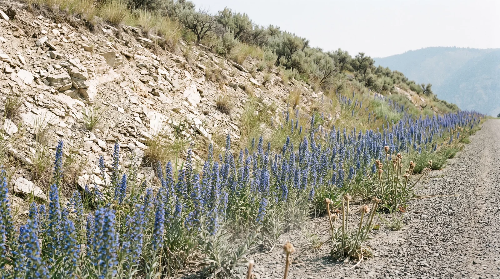 A disturbed road-cut slope in Okanogan County solid with blue viper's bugloss spikes, thinning where native grass is unbroken