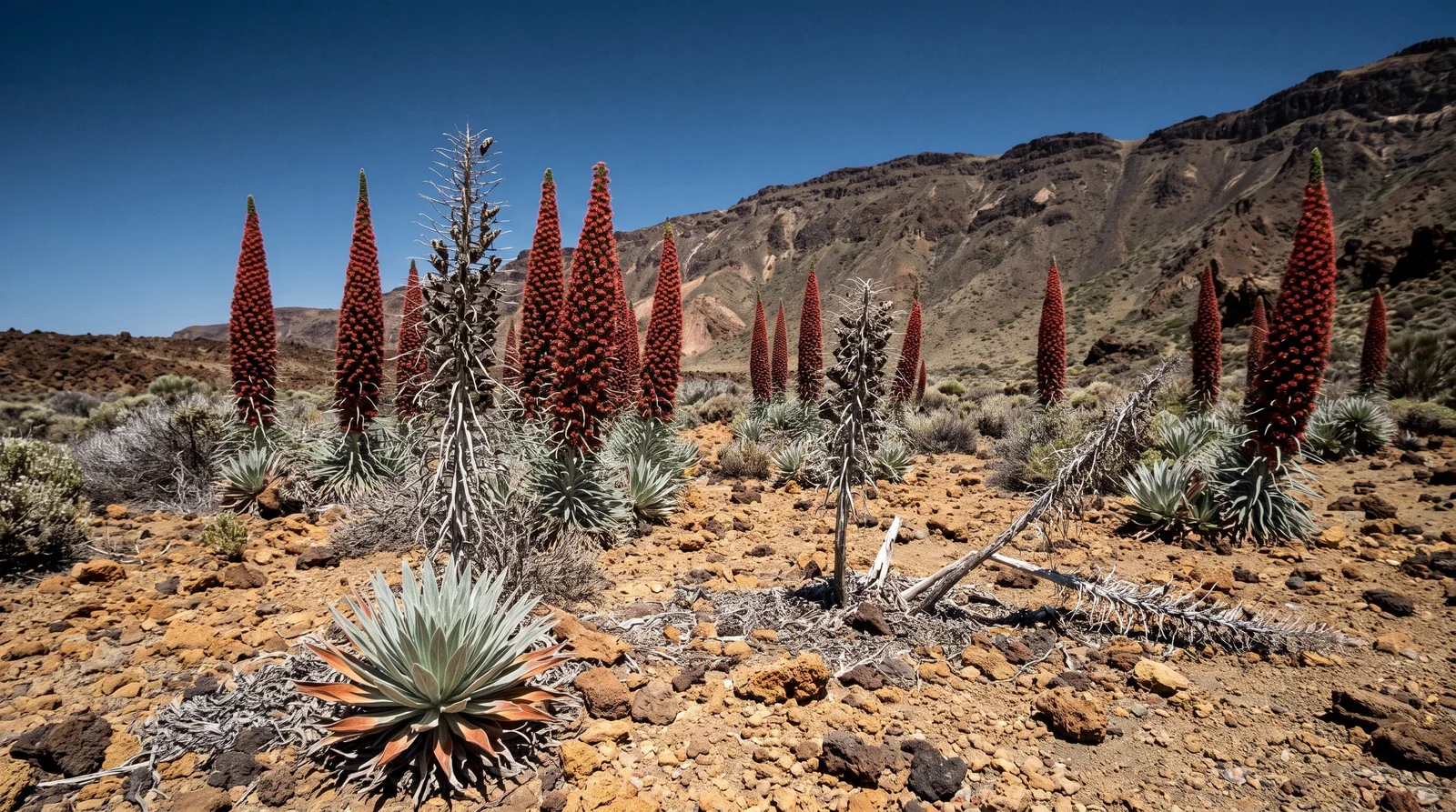 Red Echium wildpretii spires and last season's grey skeletons standing on the pumice plain of Las Canadas del Teide