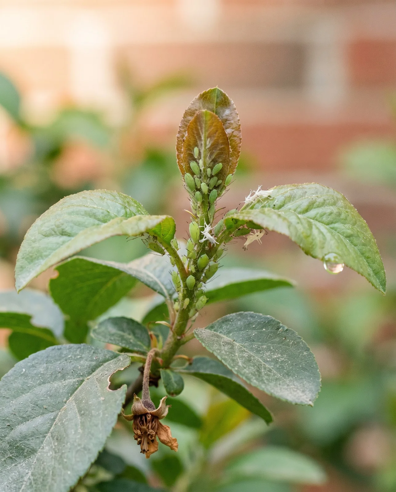 Colony of green aphids packed round a new quince shoot tip with cast skins and a honeydew bead, every other leaf clean