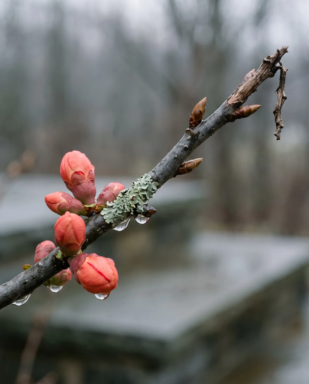 Macro of a quince branch in January showing plump round coral flower buds against small pointed brown leaf buds on wet grey wood