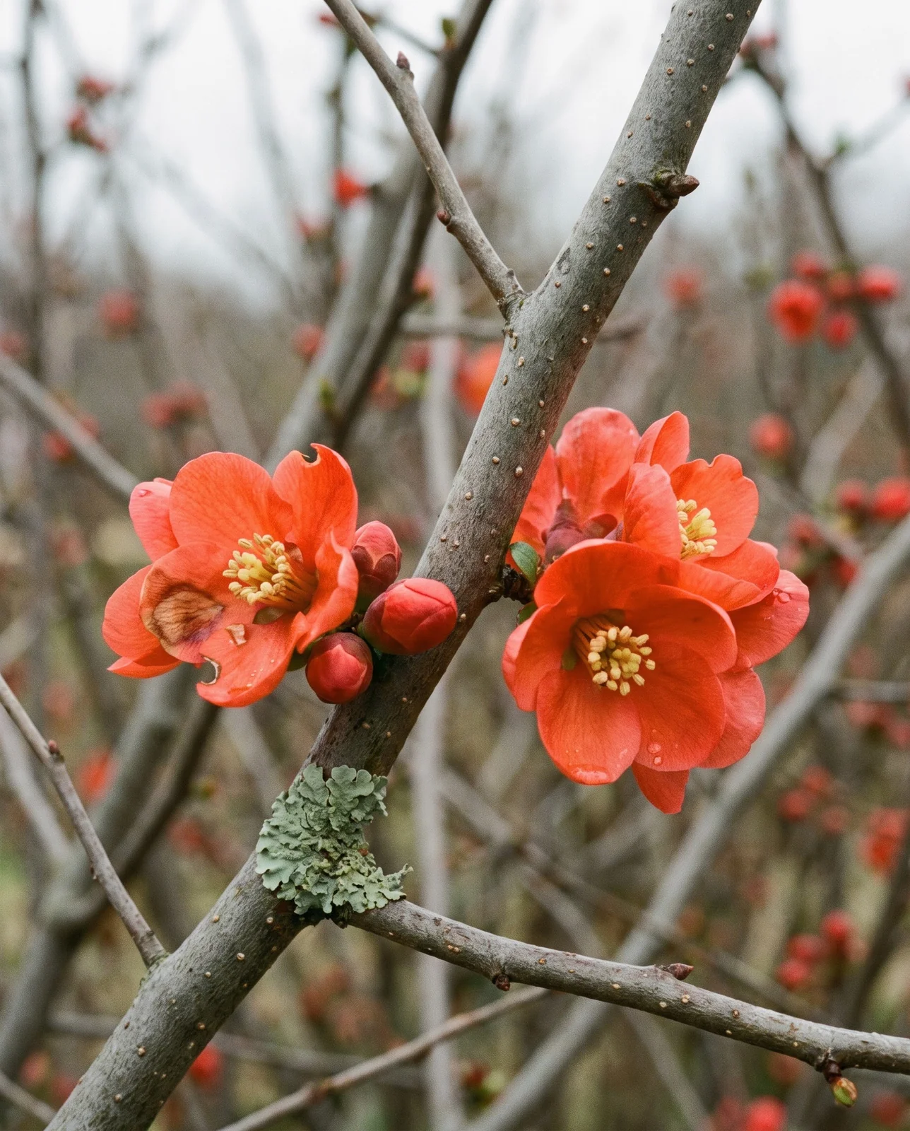 Macro of scarlet-orange quince flowers sitting directly on leafless grey bark after rain, with two fat coral buds beside them