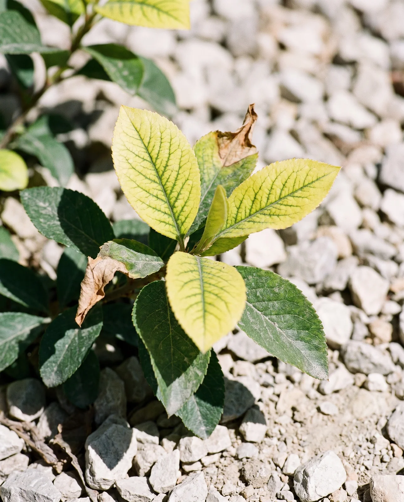 Quince shoot tips with lemon-yellow leaves and clearly green veins over pale limestone gravel in hard high-altitude midday sun