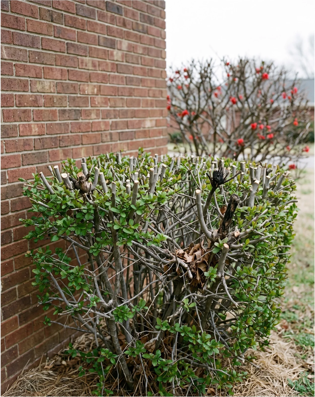 Quince clipped into a tight leafy block with blunt grey cut stubs and not one flower on it in March beside a brick house
