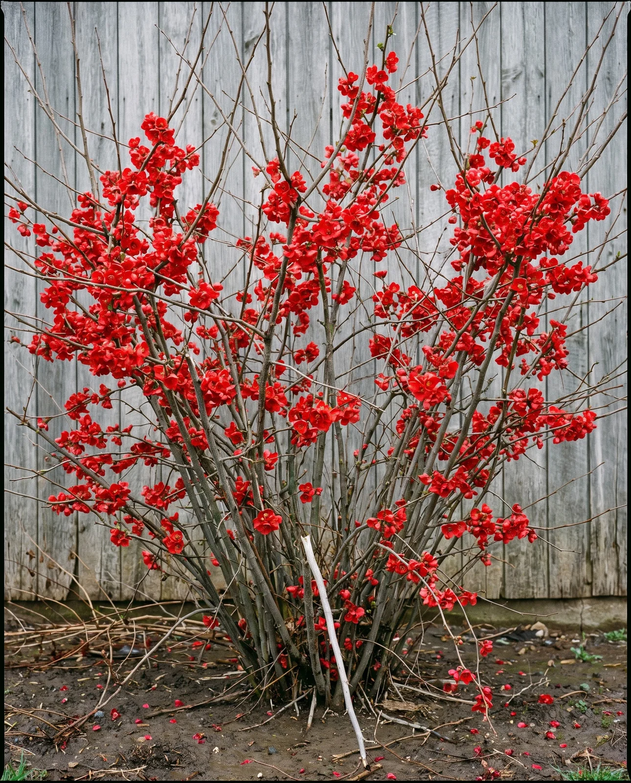 Whole multi-stemmed flowering quince shrub shot square on against grey barn boards, dozens of stems from the ground and no trunk