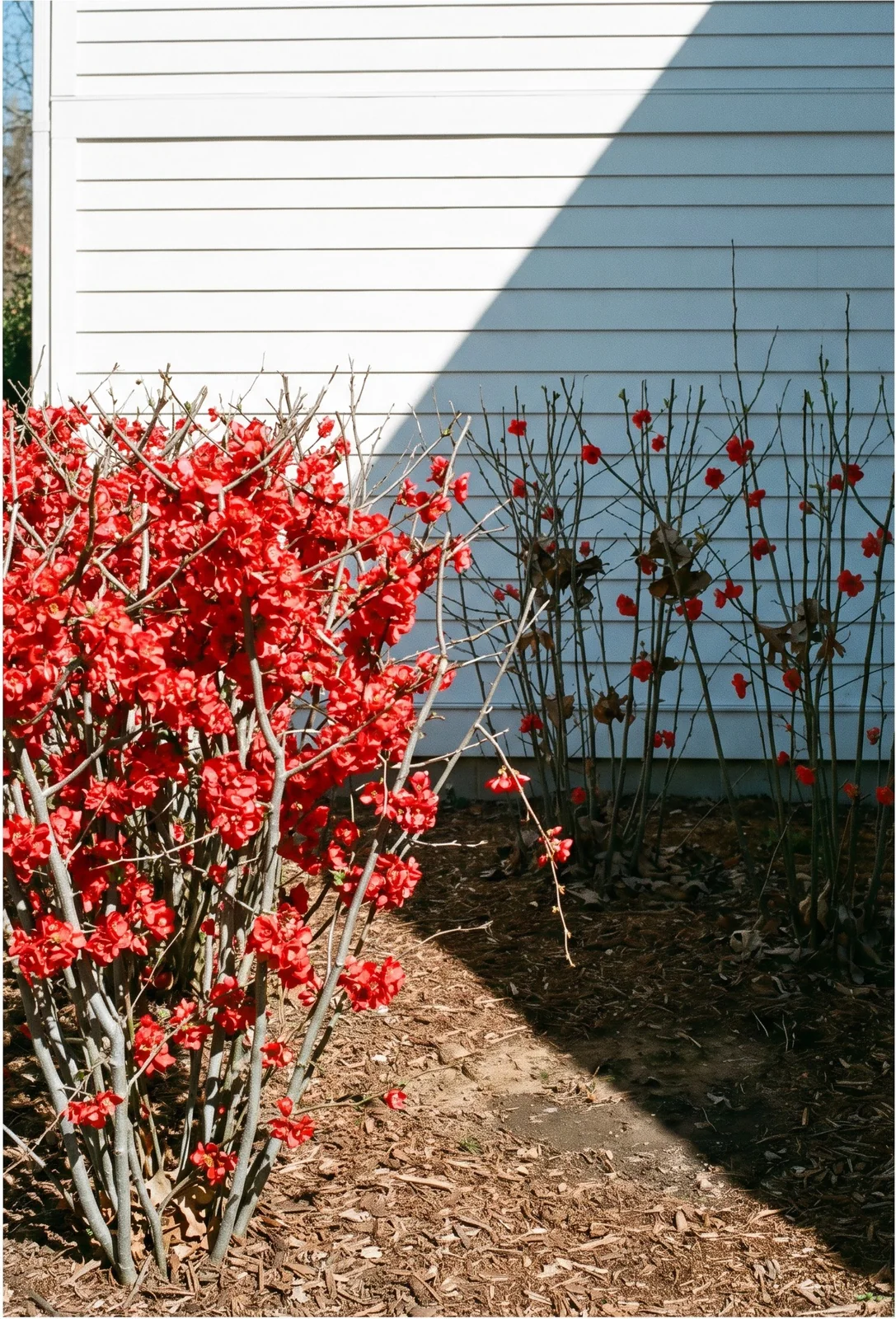 One quince planting cut by a hard garage shadow, packed with scarlet flowers in the sun half and nearly flowerless in the shade