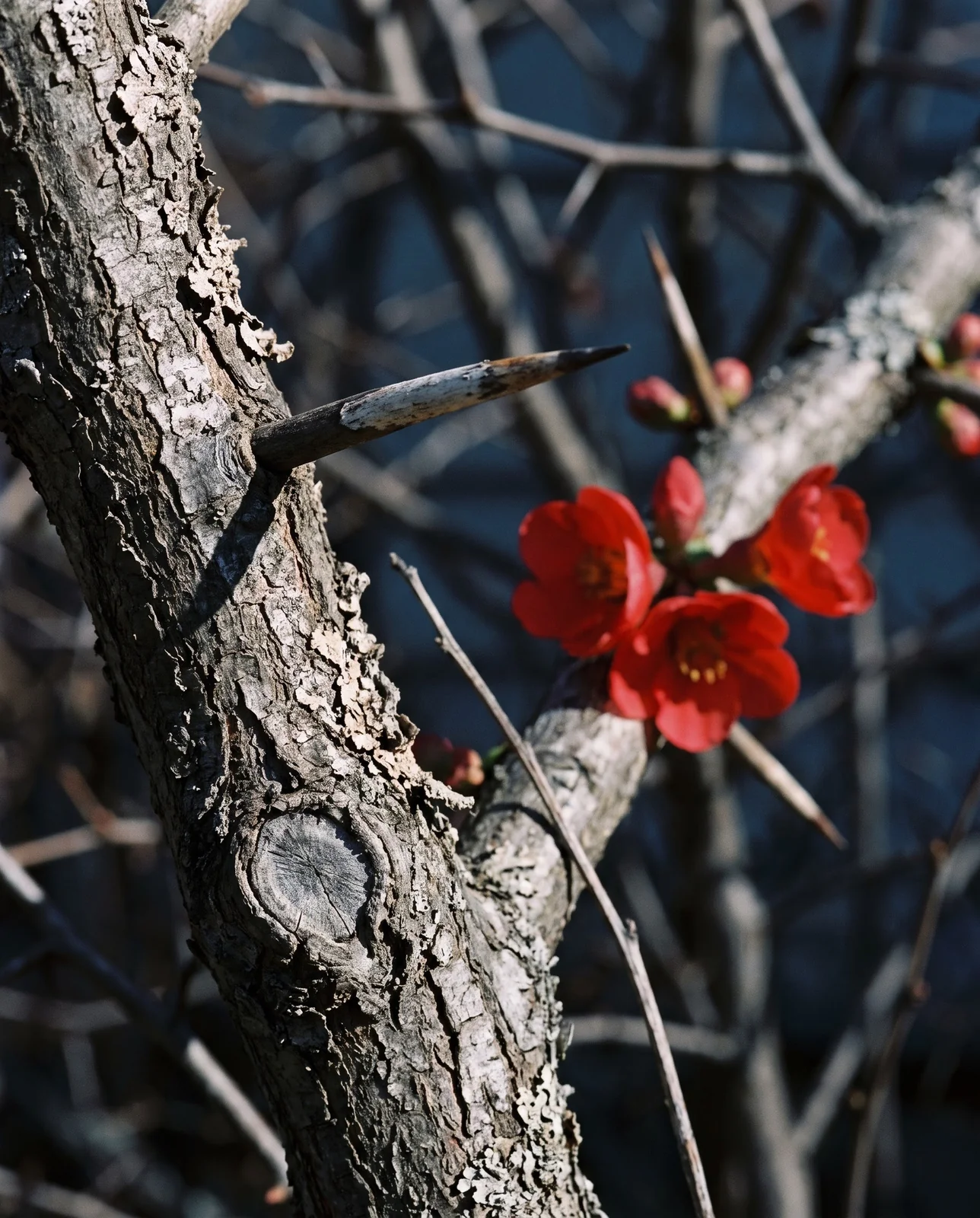 Macro of a hard woody spine springing from grey fissured quince bark in hard low sun, with an open scarlet flower behind it