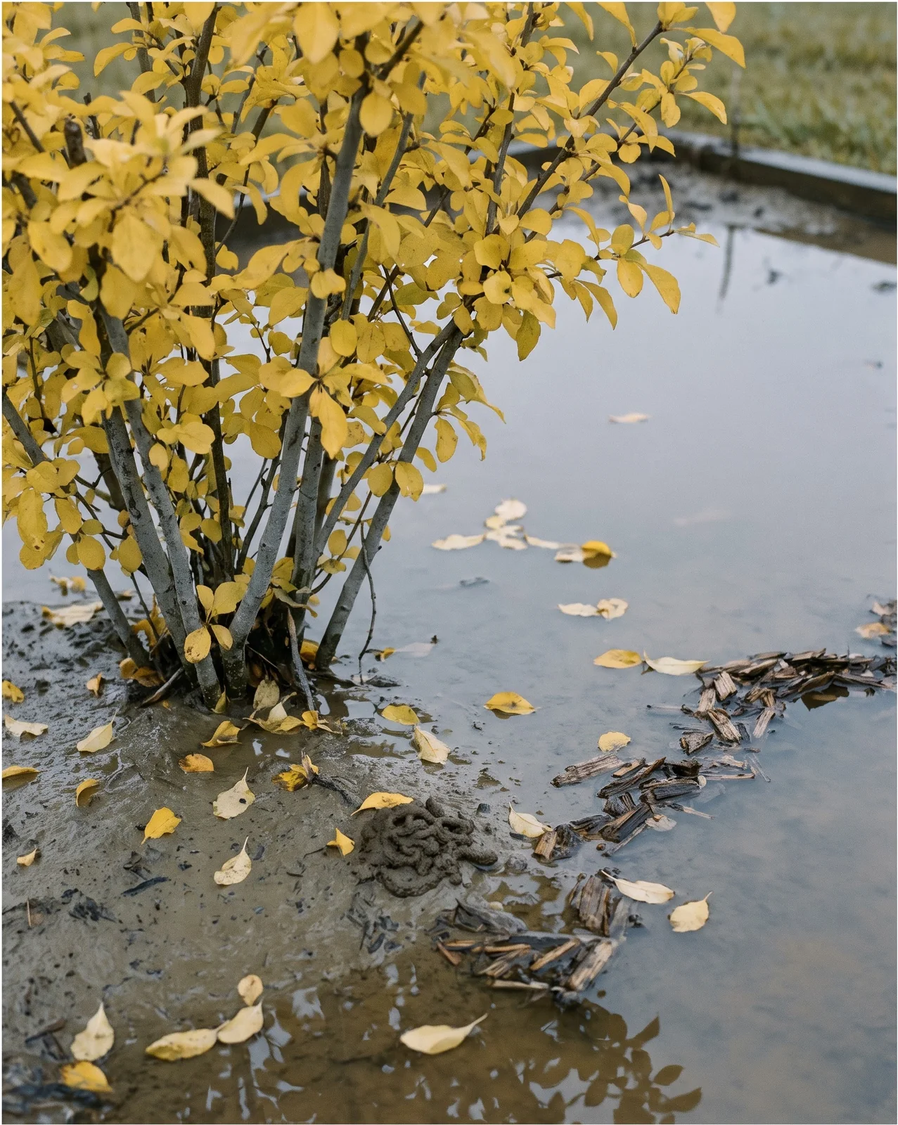 Evenly butter-yellow quince leaves dropping into standing brown water over grey clay in a low bed corner after two days of rain
