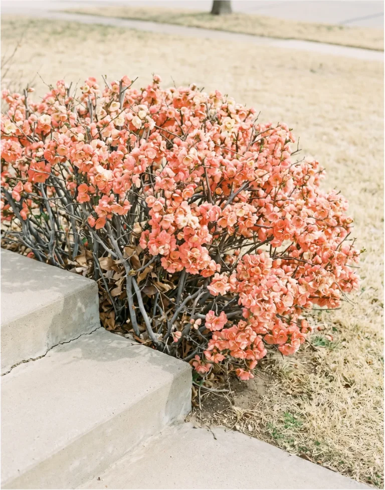 Low mounded Cameo quince in double apricot-pink flower measured against a plain concrete step riser under hazy midday light