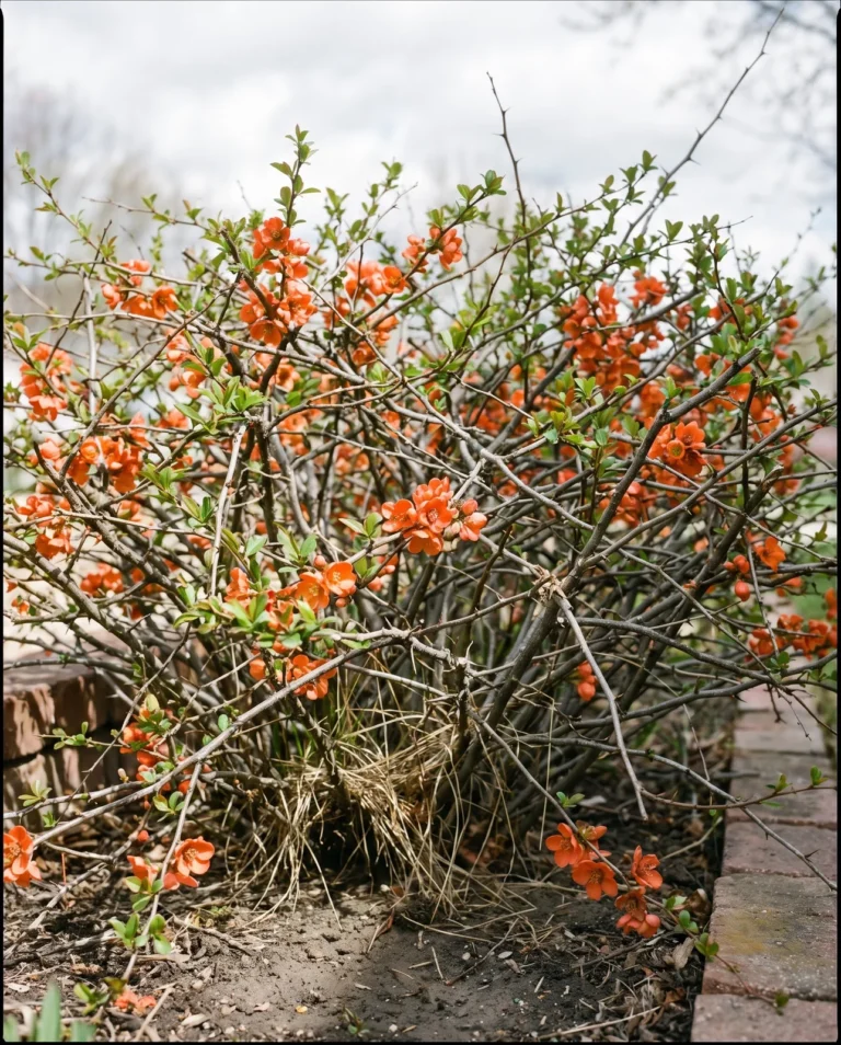 Dwarf Chaenomeles japonica far wider than tall, an interlacing thorny net of stems with orange-scarlet flowers and first leaves