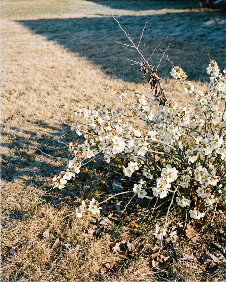 Knee-high spreading Jet Trail quince covered in pure white single flowers, shot from ground level against frosted dormant lawn