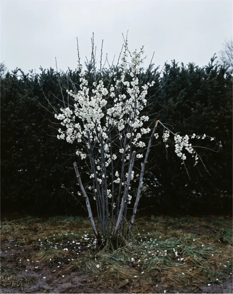 Tall upright Nivalis quince carrying pure white flowers the whole height of its bare stems against a dark evergreen hedge