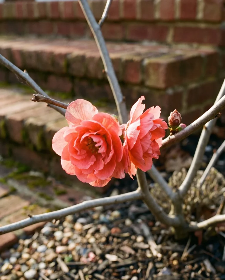 Pink Storm quince flowers in salmon-coral, tightly whorled like small roses, backlit on bare wood beside old brick steps