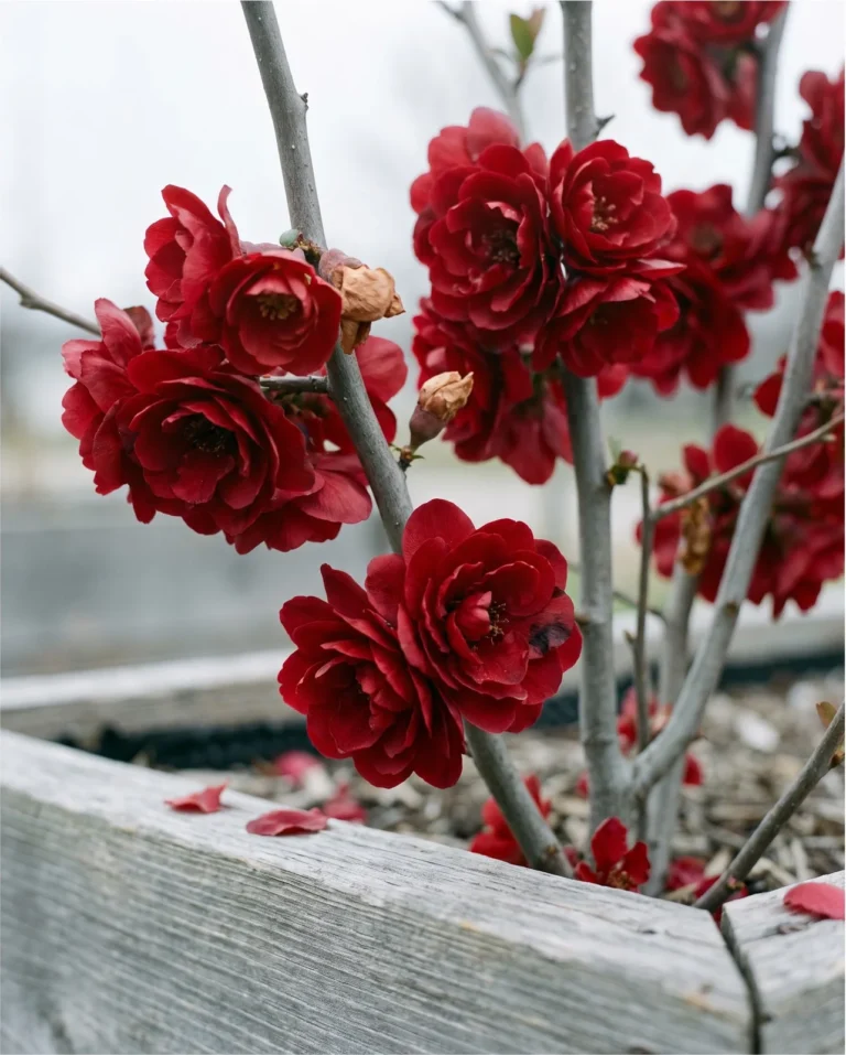 Scarlet Storm quince with deep velvety blood-red double flowers packed with petals on bare grey wood above a cedar raised bed