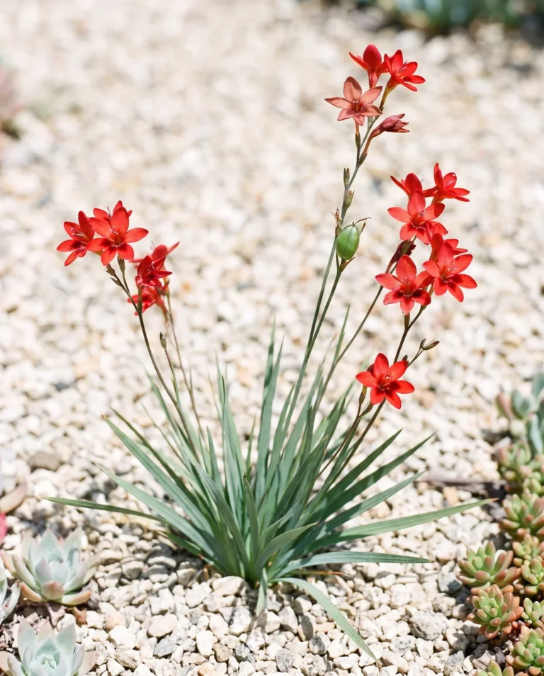 Freesia laxa with its grassy fan of leaves and small scarlet flowers in a San Diego rock garden under hard midday sun