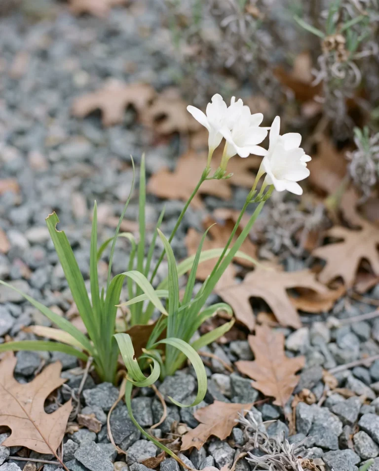 The pure white form of Freesia laxa in a San Diego rock garden bed on an overcast autumn afternoon, dropping the dark tepal marks of the scarlet form