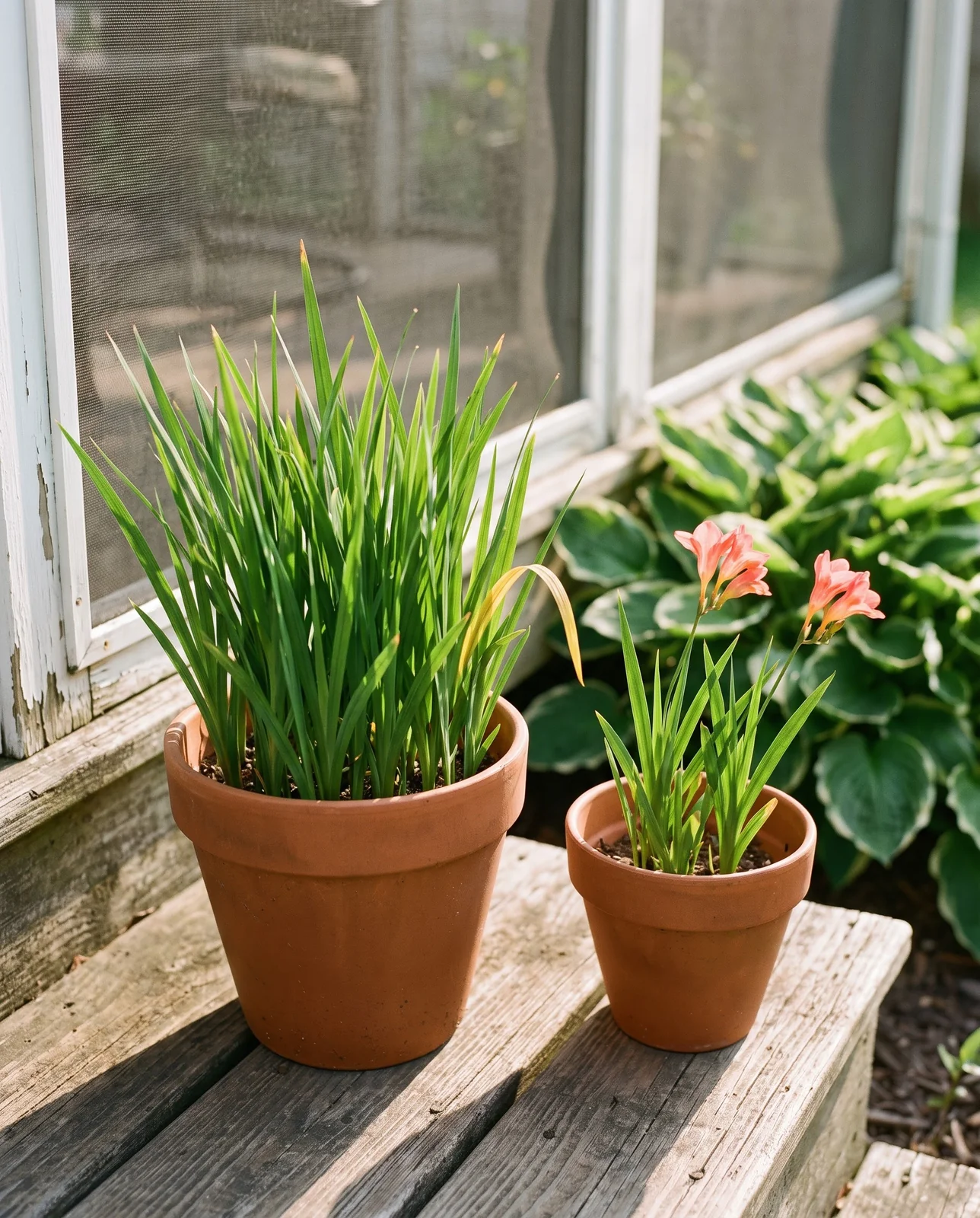 A full pot of narrow grassy freesia leaves with no flower stems at all, in a Columbus, Ohio backyard in June, the plant a saved corm that never had a warm dormant cure