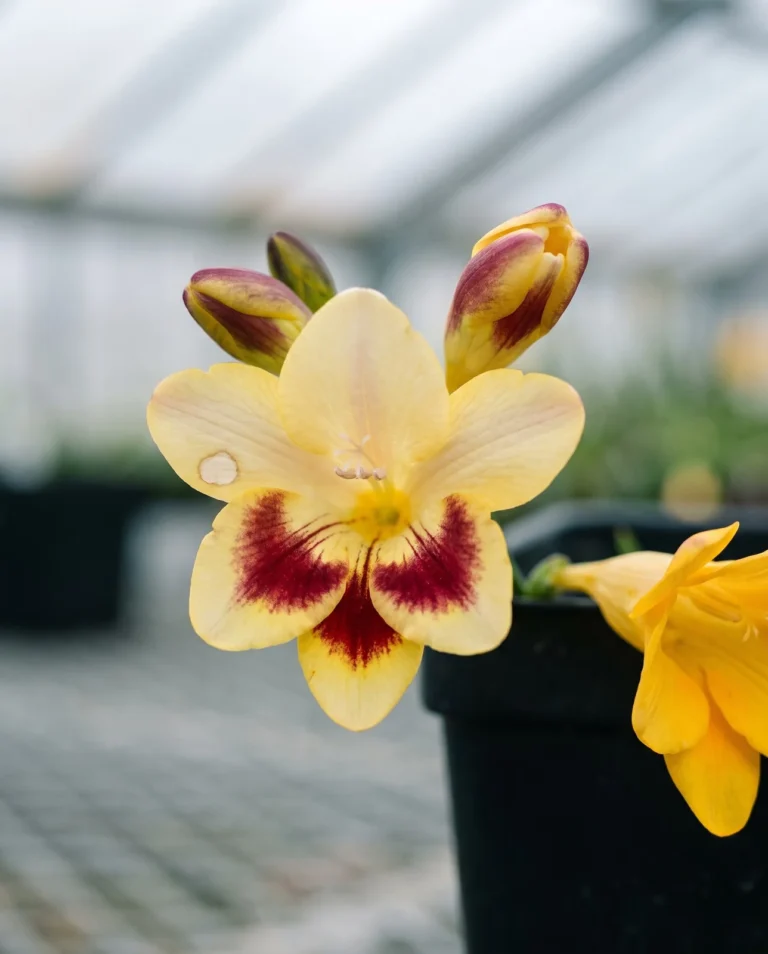 Macro of a bicolored freesia flower on a Skagit Valley, Washington greenhouse bench under soft skylight, showing the two-tone petal pattern