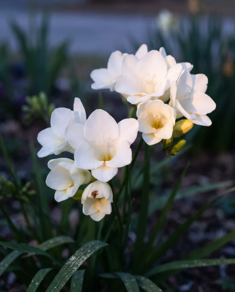 A cluster of white freesia trumpets in a garden bed at dusk near Wilmington, North Carolina, the color reported most often as the most fragrant