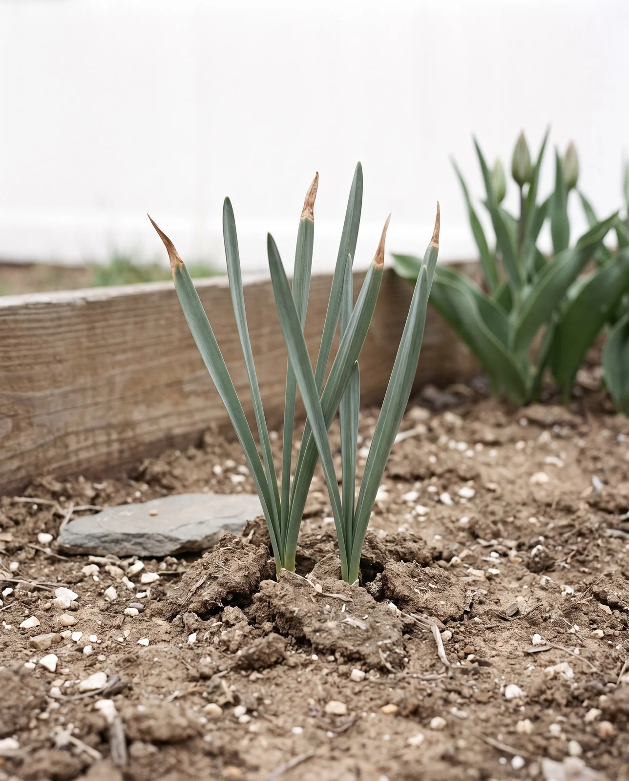 A fritillaria clump that has come up as leaves only, six shoots of clean grey-green foliage with not one flower bud
