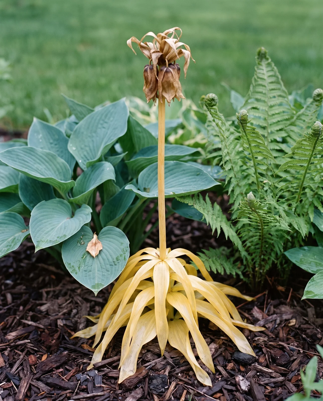 A crown imperial gone yellow and slack in June, its bare stem standing while hostas and ferns close over the space
