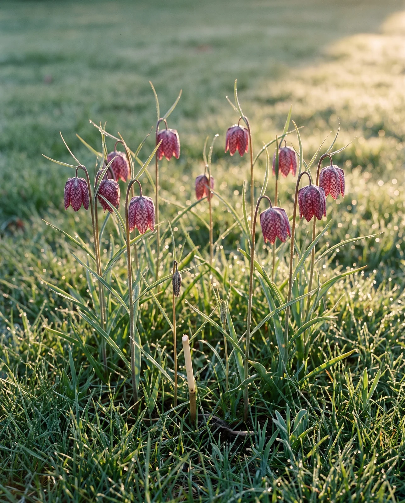 A snake's head planting in its fourth spring, fourteen stems in a loose ring in mown grass at dewy sunrise