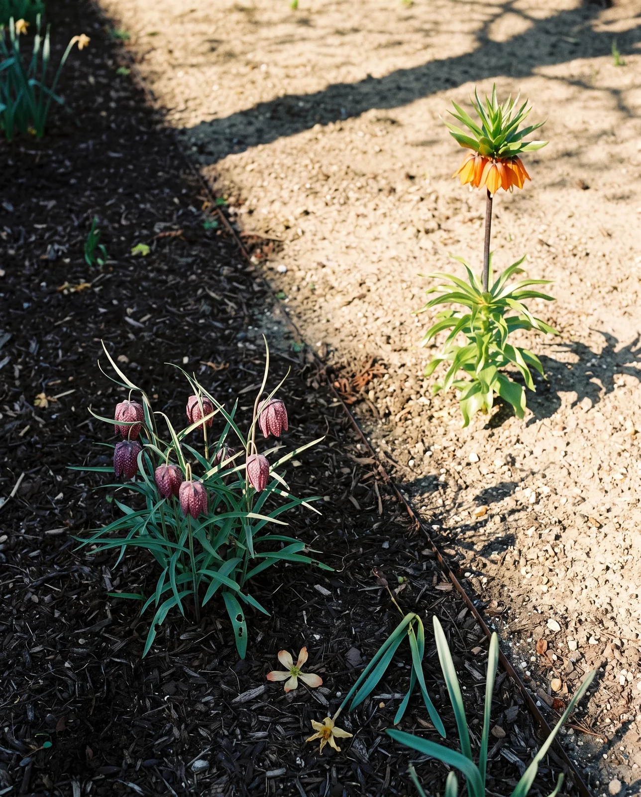 One bed split by a tree shadow, snake's heads flowering in the dappled half and a crown imperial standing in the open sunny half