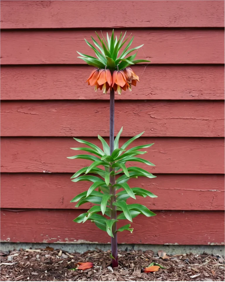 A crown imperial three and a half feet tall against weathered clapboard, orange bells hanging in a ring beneath a leafy topknot