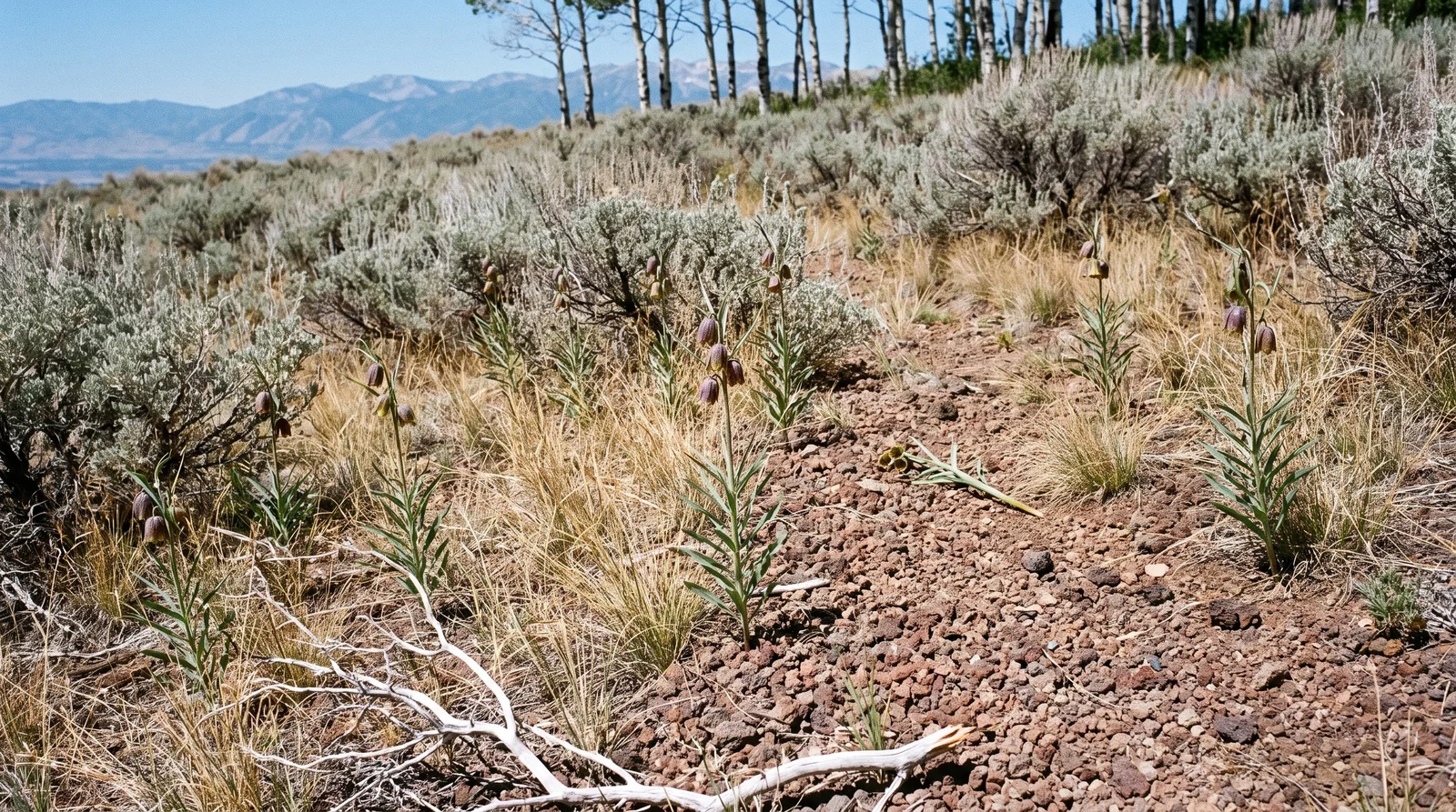 A dozen spotted mountain bells scattered among silver sagebrush and cured grass on a stony western slope at midday