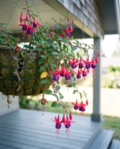 Fuchsia flower