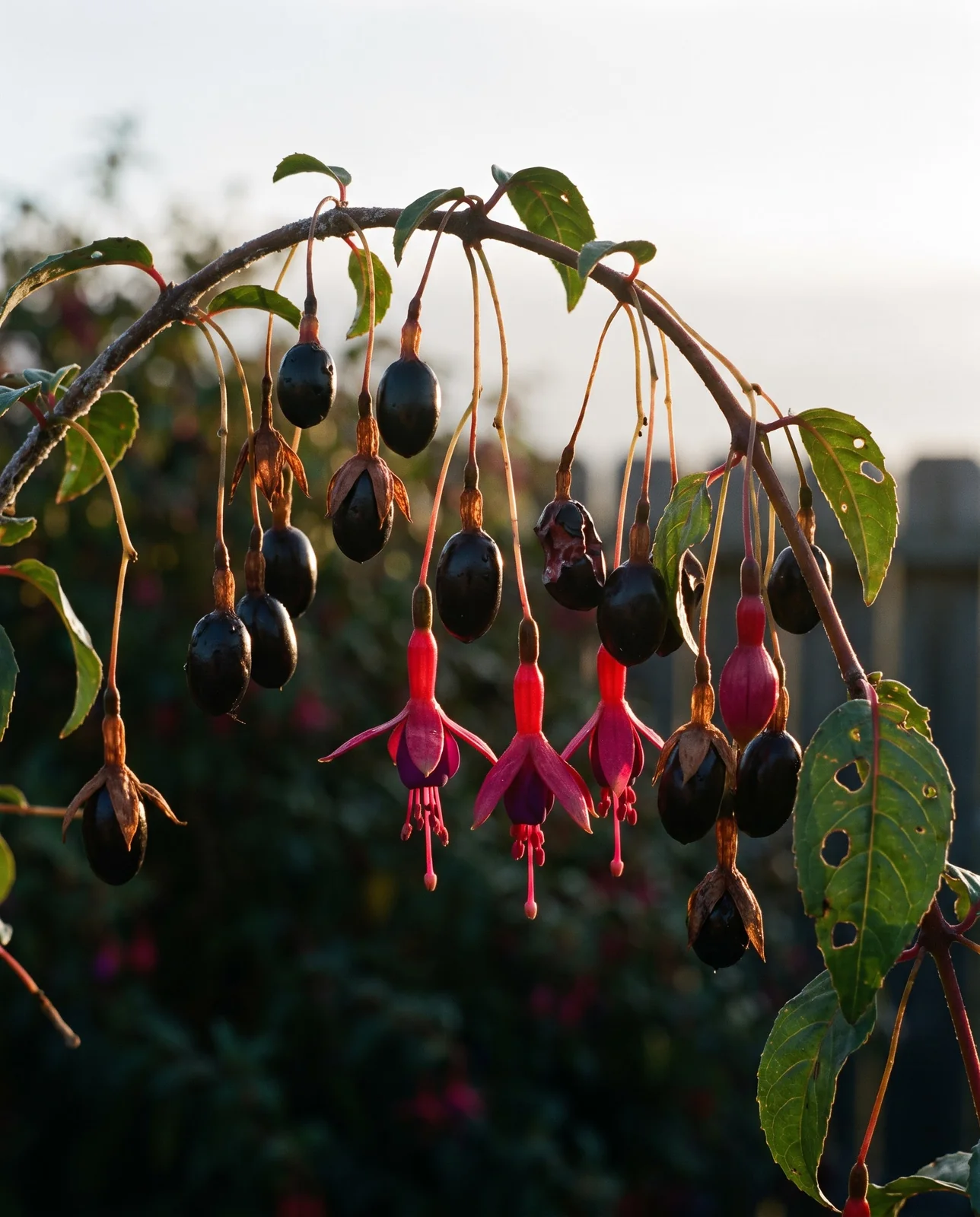 Macro of dark purple oblong fuchsia berries hanging on drooping stalks among a few late flowers, wet with sea fog on a coastal garden shrub