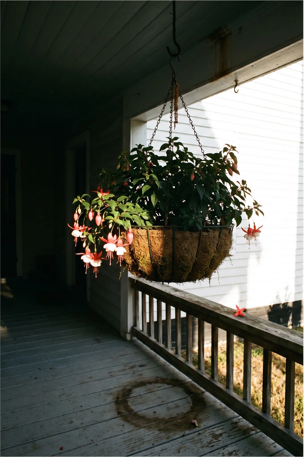 A fuchsia basket on an east-facing side porch catching low early sun, with the hard-lit lawn and white house wall glaring beyond the porch shade
