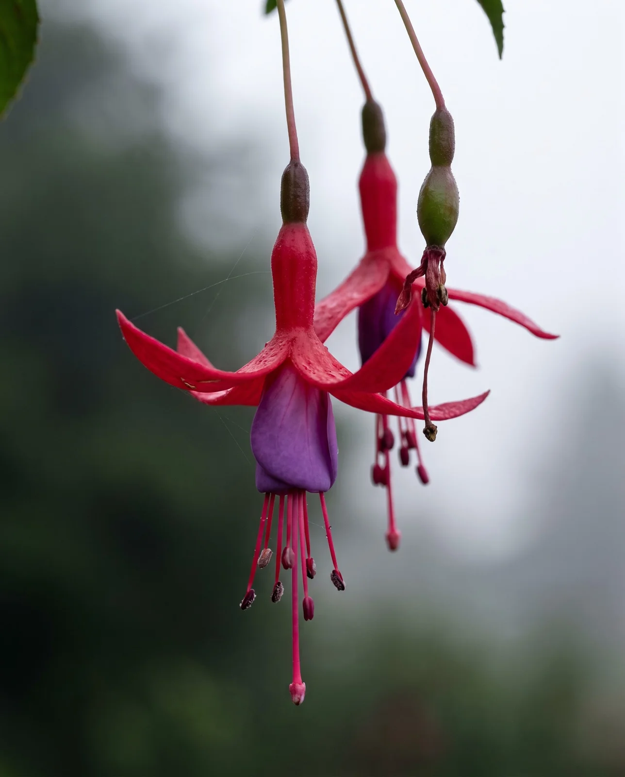 Macro of two fuchsia flowers hanging in pairs from a leaf joint, showing four arching sepals above a skirted corolla and long stamens below