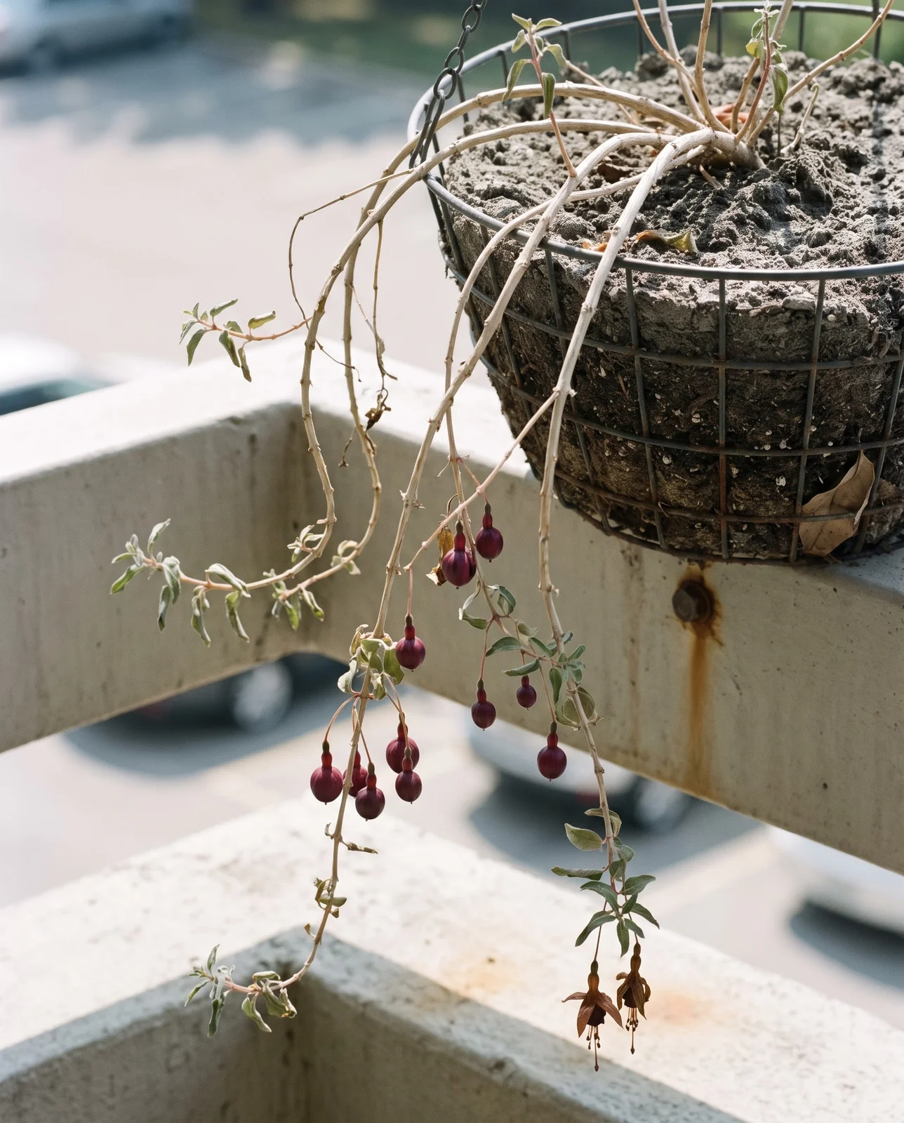 An old leggy fuchsia basket in August heat, long bare trailing stems with a few leaves only at the tips, spent seed berries and no buds anywhere