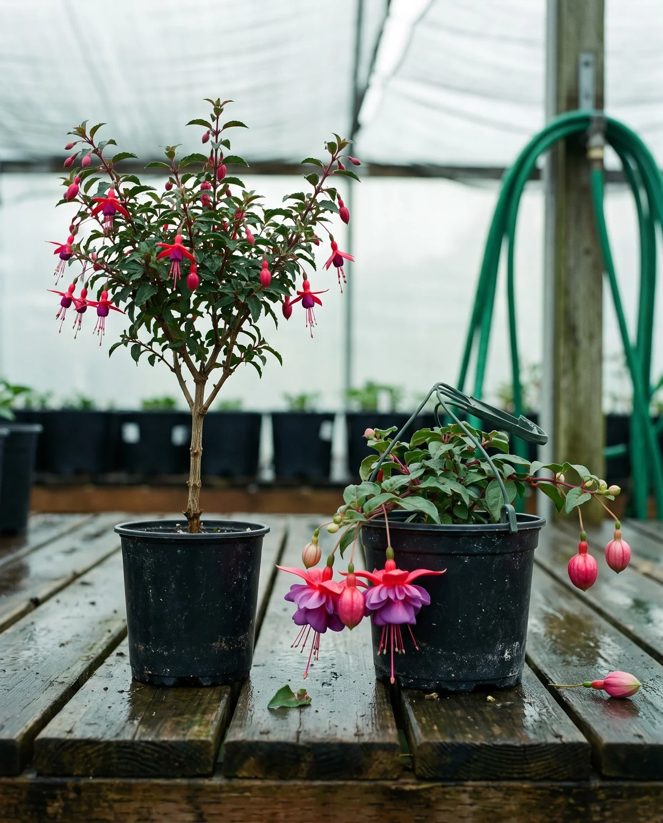 Two fuchsias on the same nursery bench: a stiff upright woody plant in a small black pot beside a trailing hybrid spilling out of a hanging basket