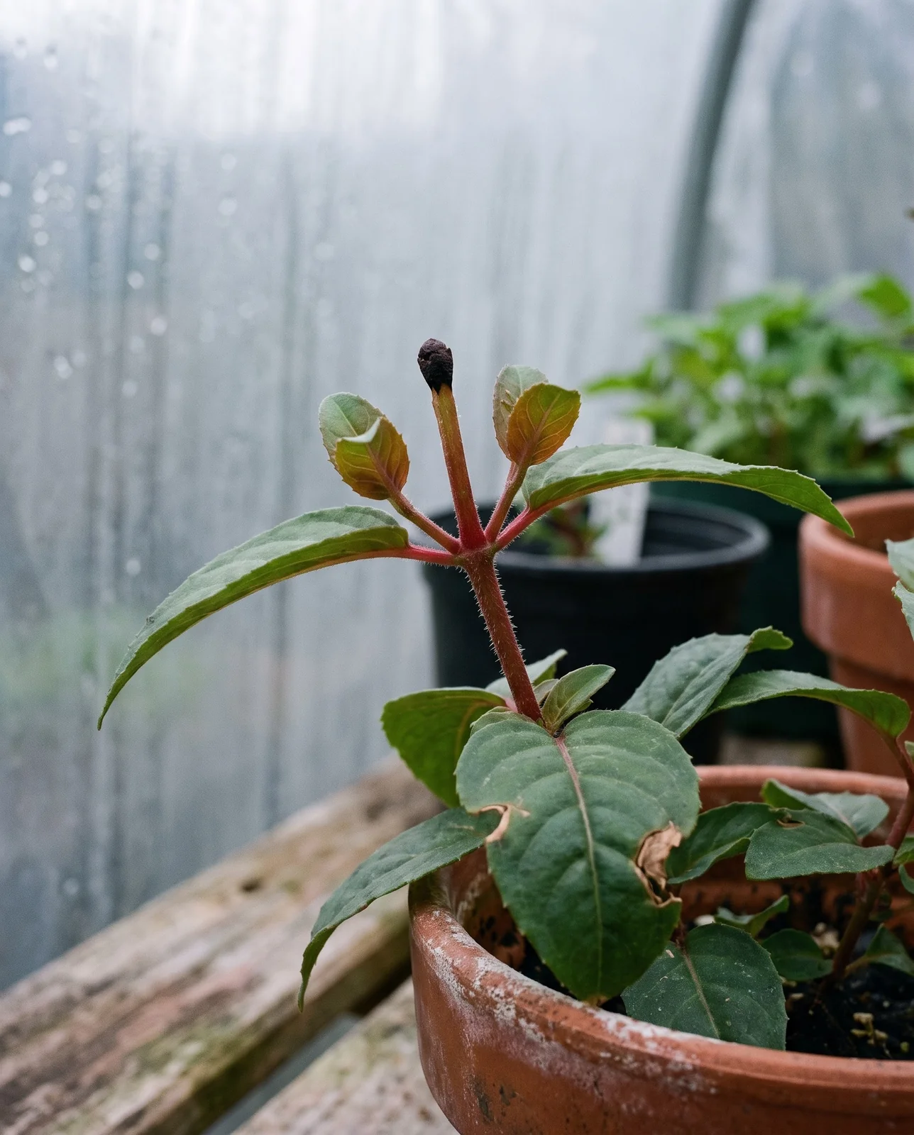 Macro of a young fuchsia shoot whose growing tip has been pinched out, with two new side shoots breaking from the leaf joints just below the cut