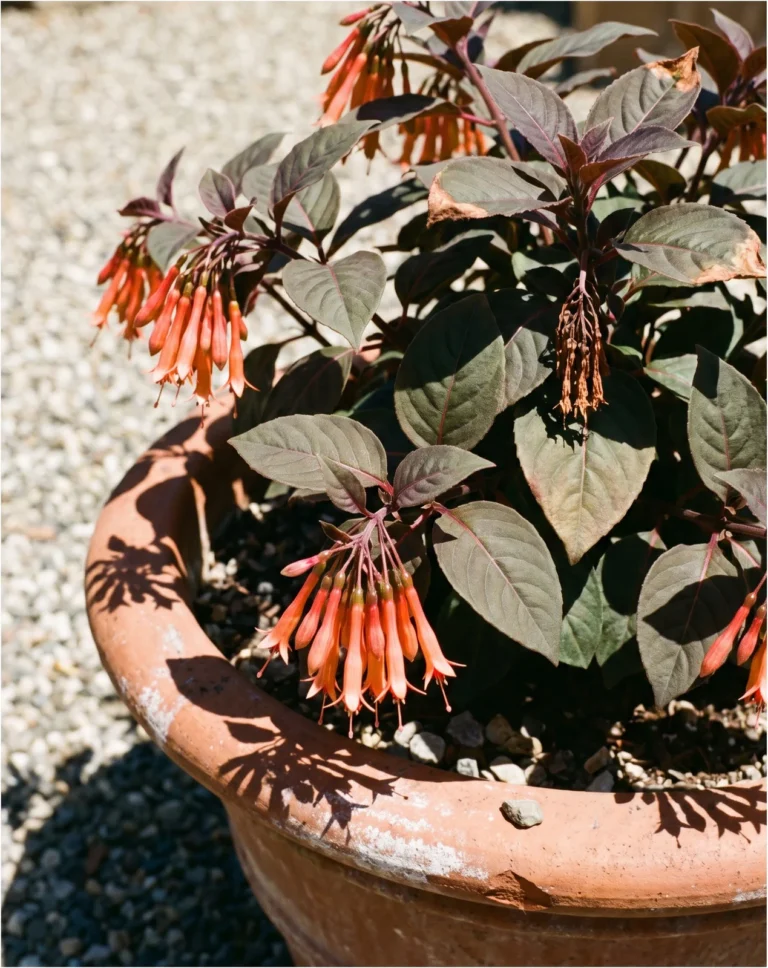 The Triphylla fuchsia Gartenmeister Bonstedt in a terracotta pot in full sun, dark bronze foliage under drooping clusters of long coral-red tubes