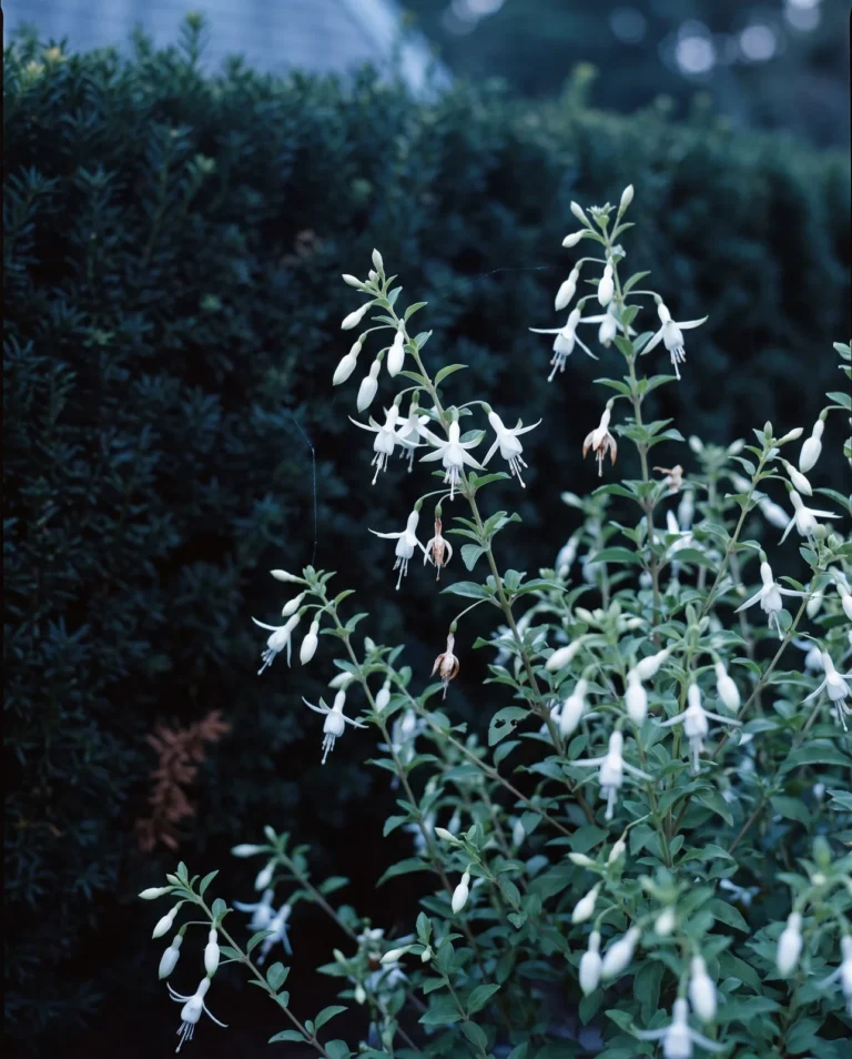 The white hardy fuchsia Hawkshead against a dark yew hedge, slim chalk-white flowers with faint green tips hanging from upright leafy stems