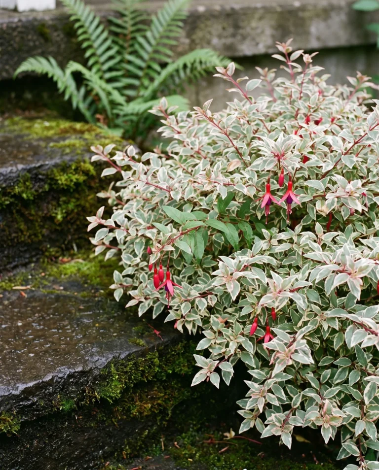 A variegated Magellan fuchsia with cream-edged grey-green leaves and small magenta and purple flowers, growing beside a mossy stone step