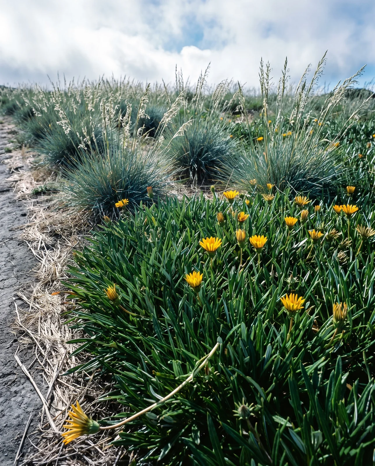 A dense gazania mat pushing into remnant native bunchgrass on a San Francisco hilltop as fog burns off