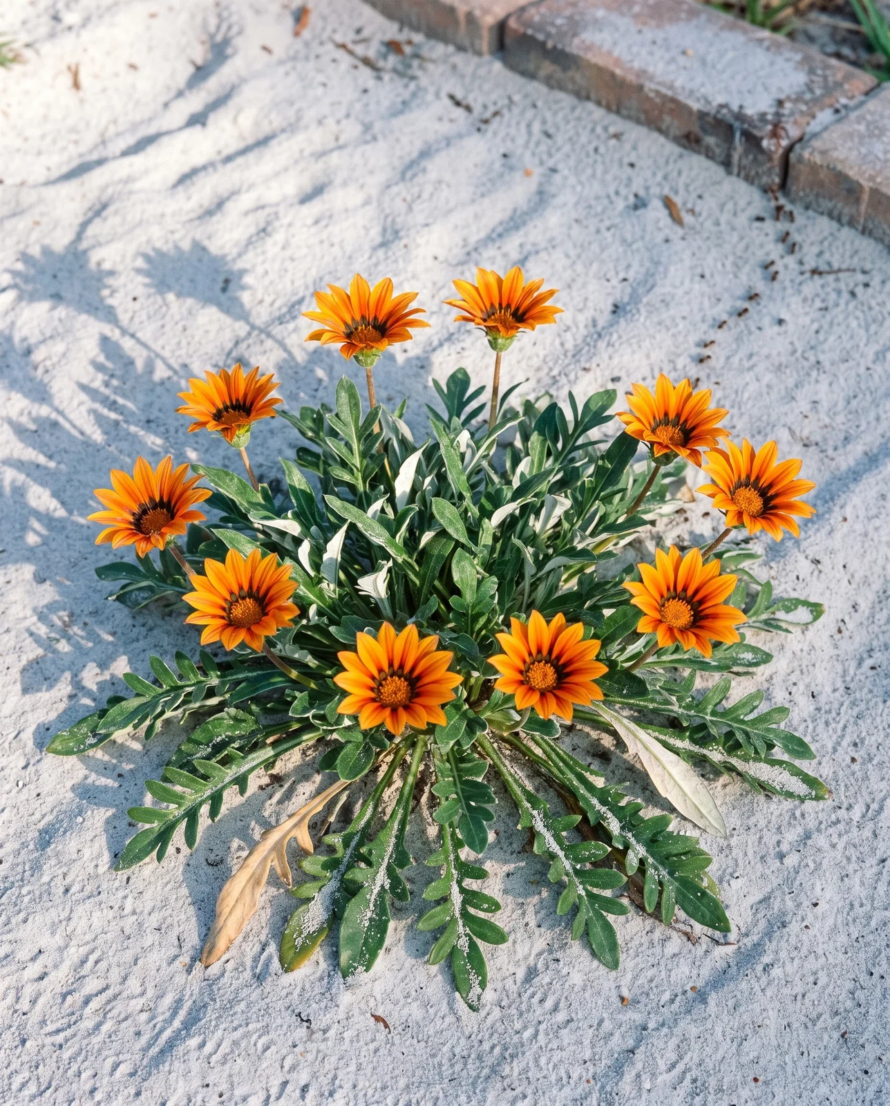 Whole gazania plant showing its low cascading mound and basal rosette on pale Florida sugar sand
