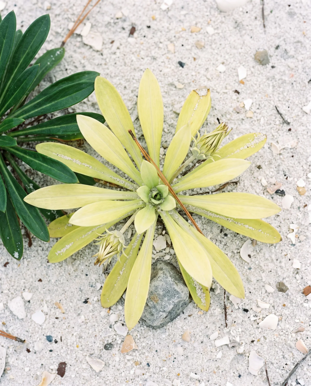 Gazania rosette with evenly pale yellow green leaves and thin weak growth in lean pale sand