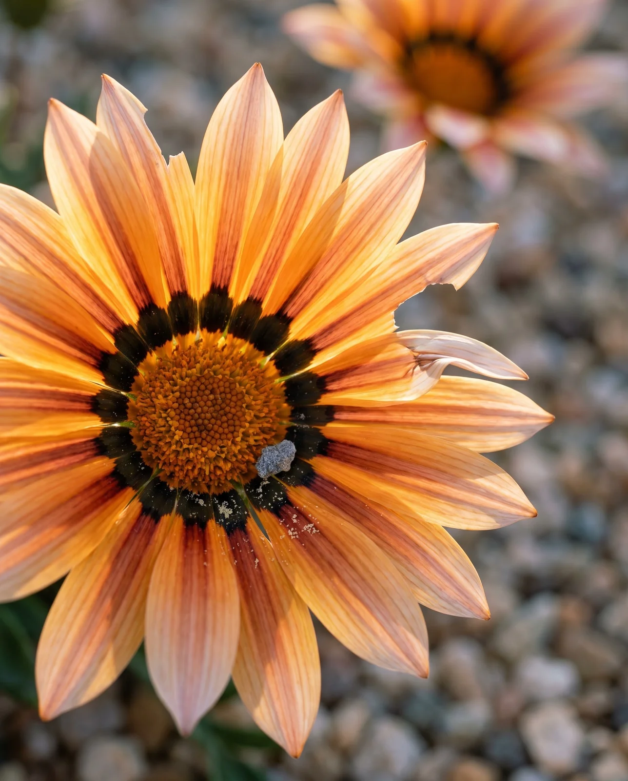 Close view of a single gazania flower head showing the black eye marks at the ray bases and the orange brown centre disc