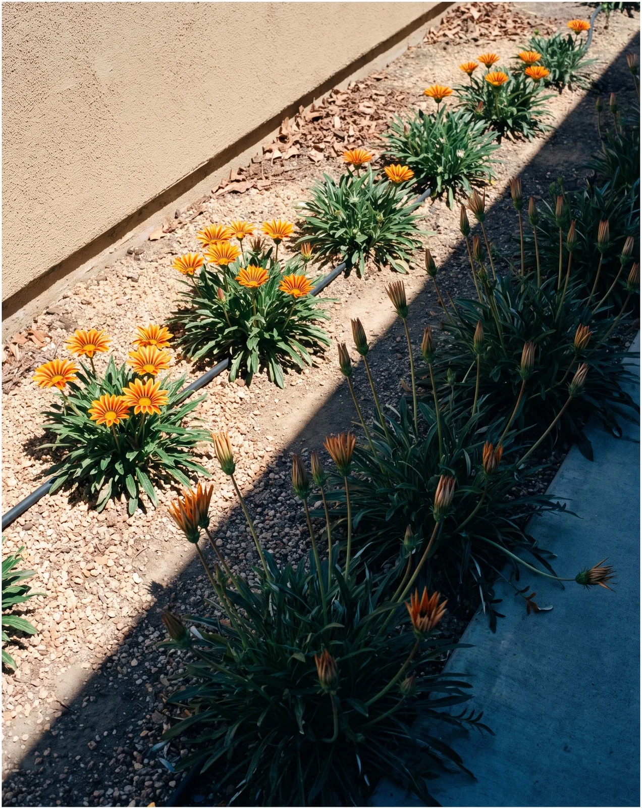 A hard wall shadow crossing a gazania planting, with drawn up shut plants in the shade and compact open ones in the sun