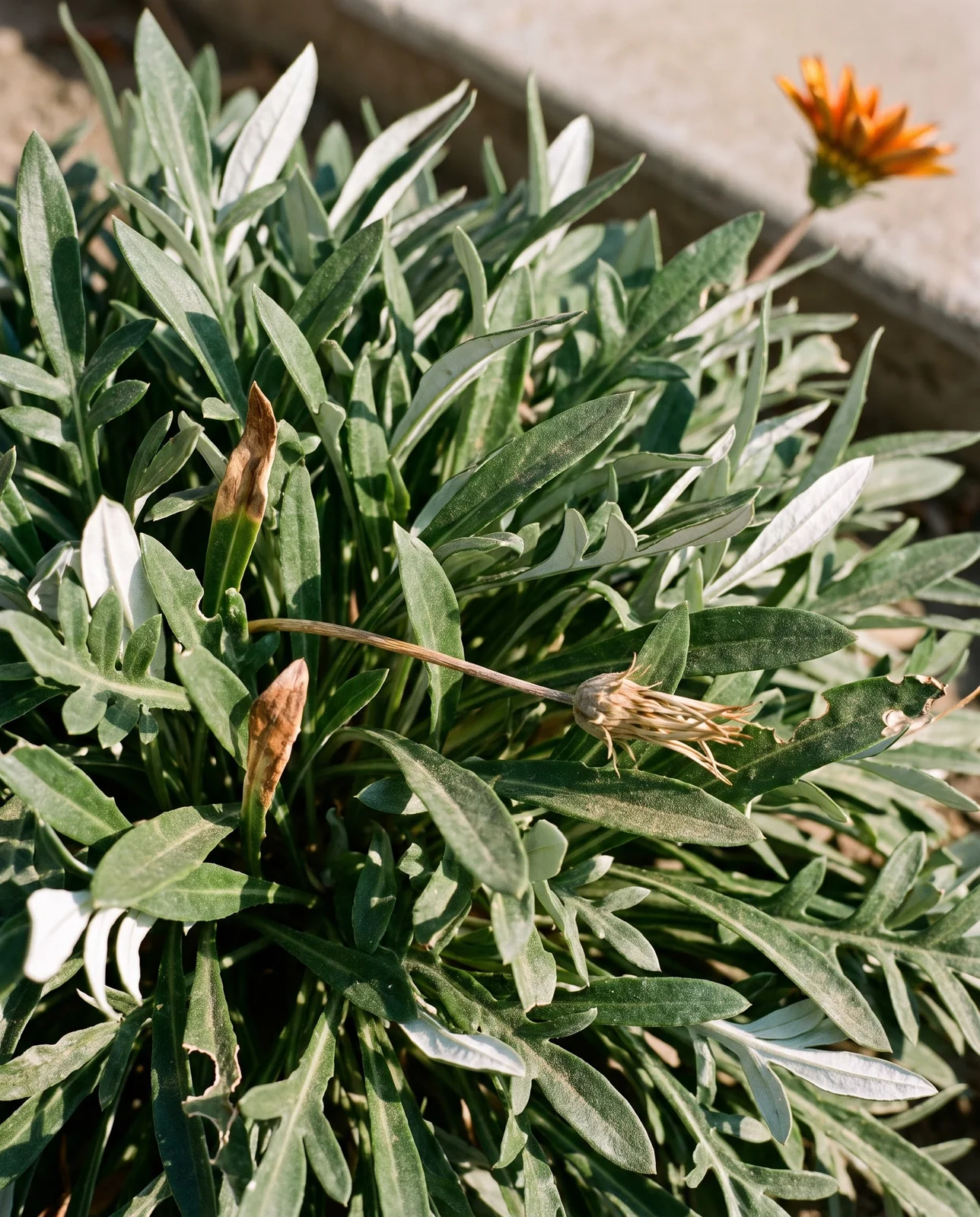 Wind lifted gazania leaves showing the white felted undersides against green upper surfaces in strong side light