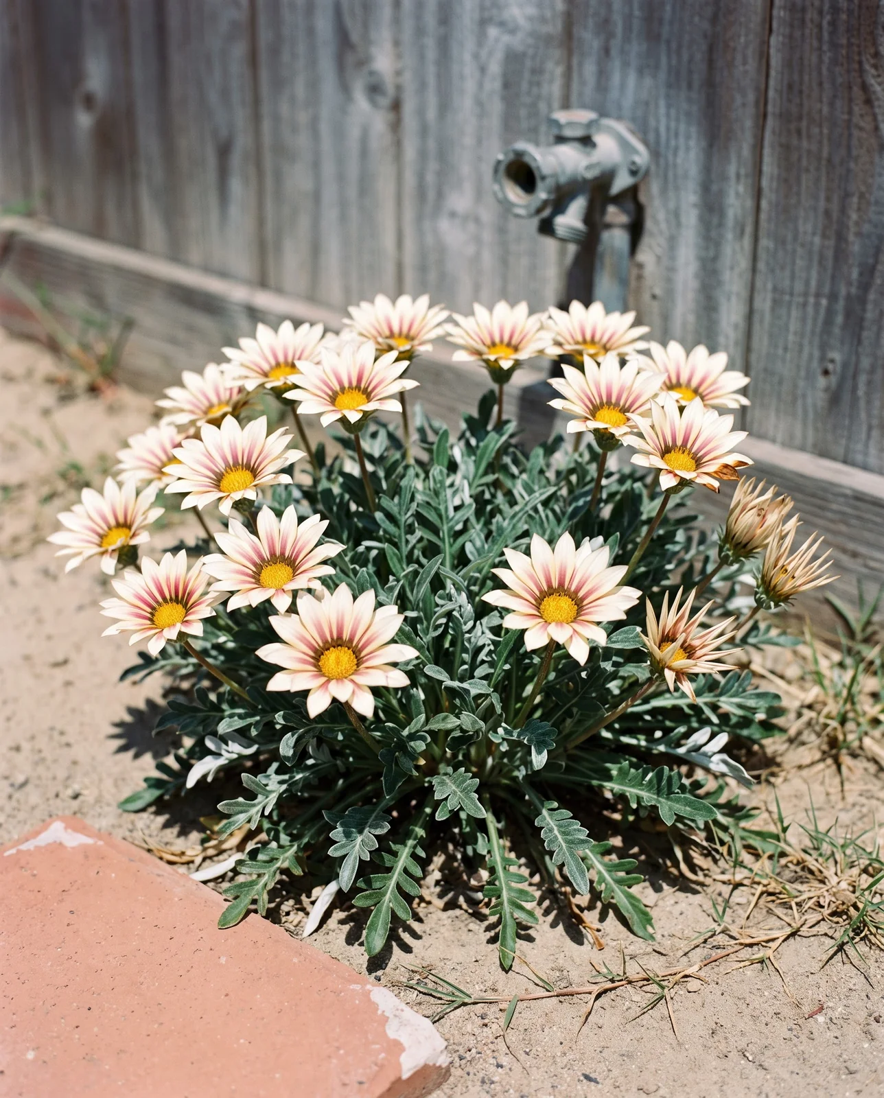 One clump of cream and rose striped gazania fully open in hard afternoon sun in a back yard sand bed
