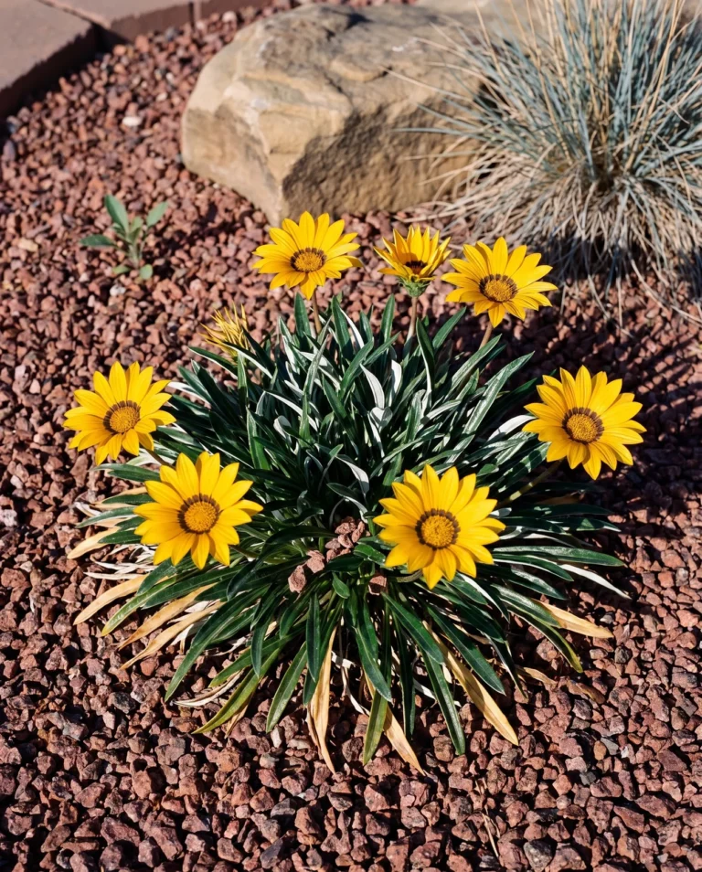 Gazania linearis Colorado Gold with narrow linear leaves and gold flowers in a Front Range gravel bed
