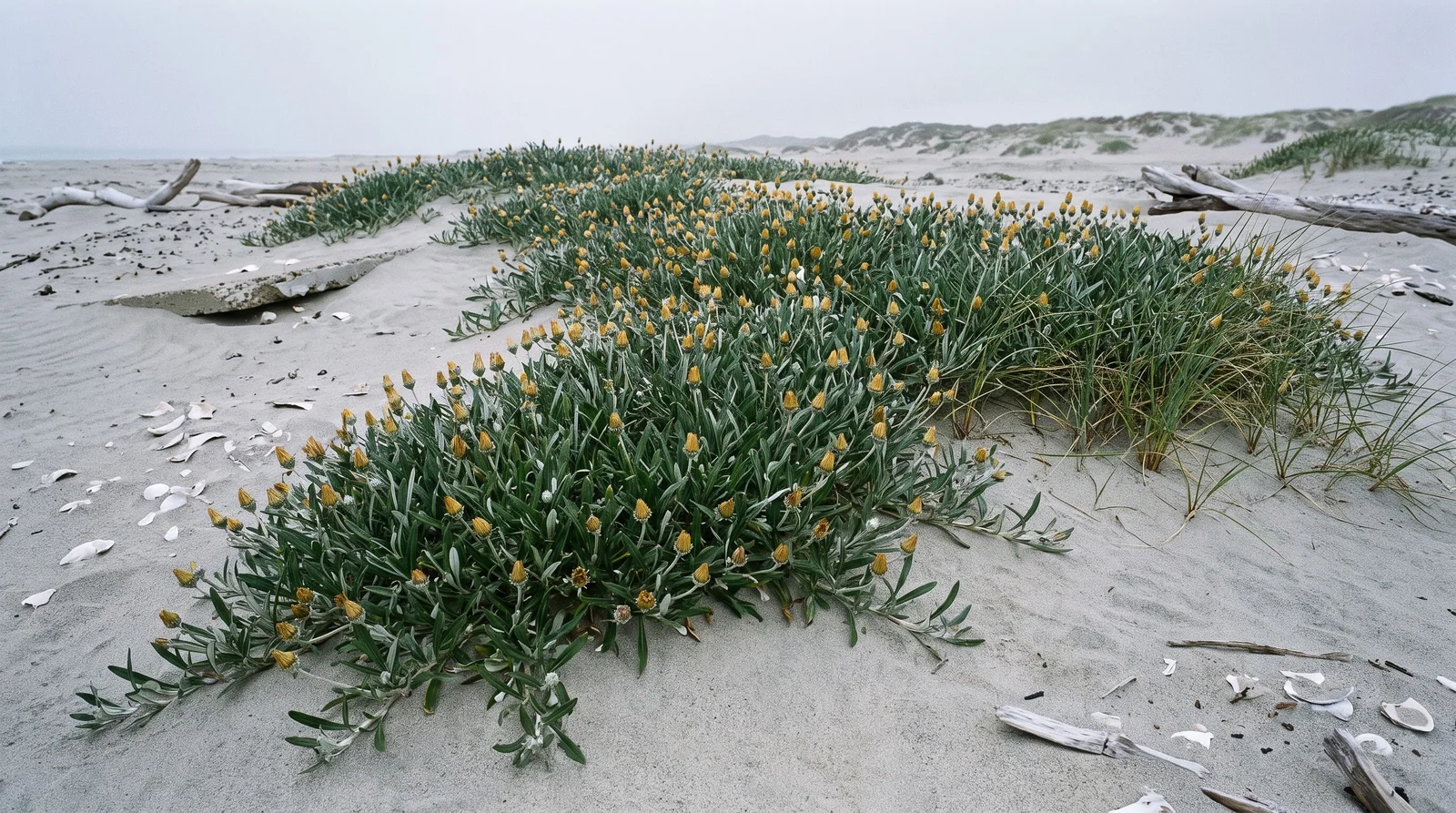 Escaped gazania colony spreading across grey coastal dune sand under flat overcast, every flower head twisted shut