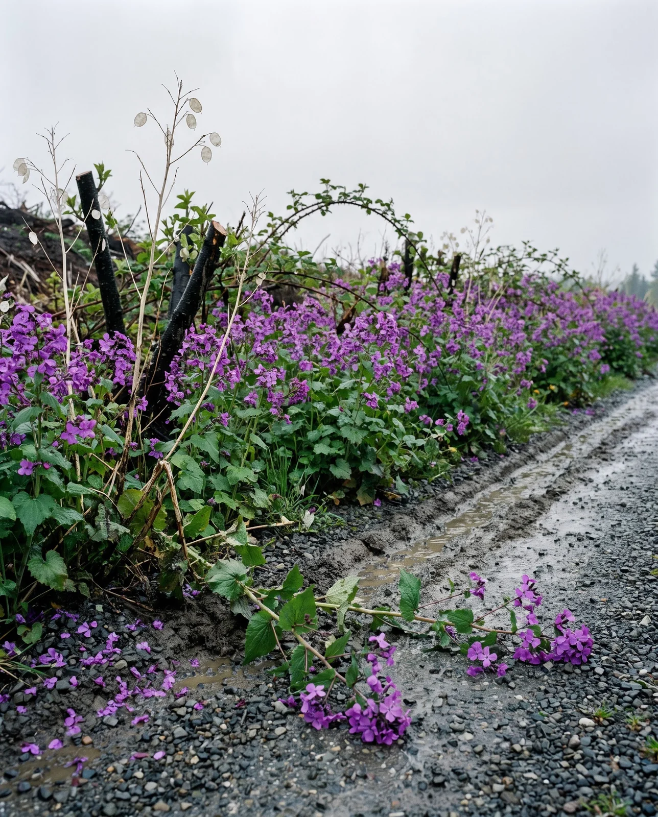 A stand of flowering honesty naturalized along a gravel service track at the edge of a Pacific Northwest greenbelt in the rain